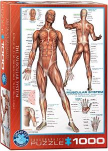The Muscular System, puzzle 1000 palaa